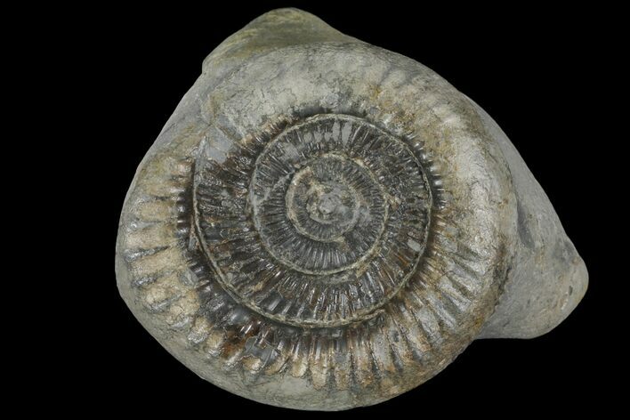 Dactylioceras Ammonite Fossil - England #100458